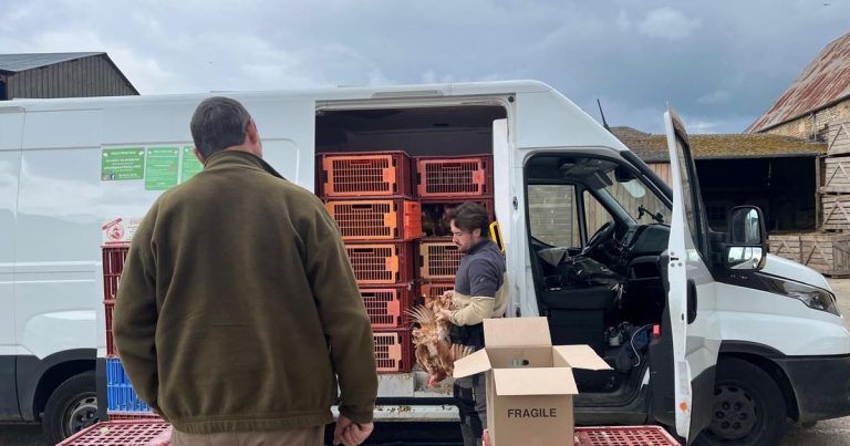 Poule pour tous : sauver des poules destinées à l&rsquo;abattoir en France