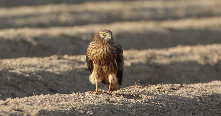 Le Busard, rapace protégé, menacé par les moissons en France