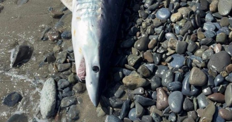 Un requin mako échoué sur la plage de Santa Maria Poggiu en Corse, alerte des autorités maritimes.