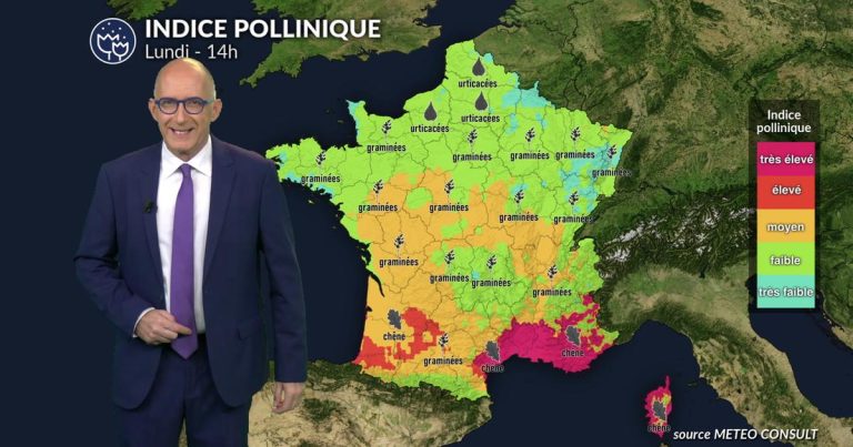 Pollens et allergies : lundi frais et humide limite les pollens, sauf en Méditerranée