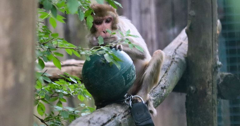 Le Refuge de l&rsquo;Arche à Château-Gontier-sur-Mayenne lance une cagnotte pour ses animaux.