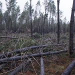 Orages et rafales de vent : les Landes placées en vigilance jaune pour risques de grêle.