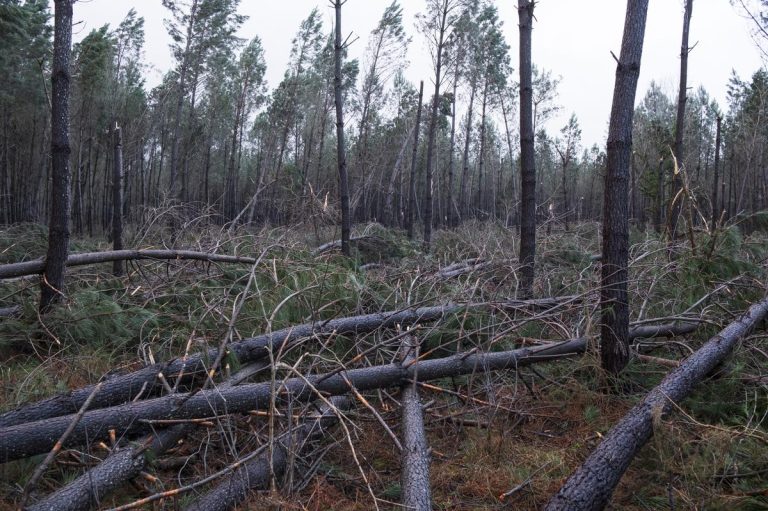 Orages et rafales de vent : les Landes placées en vigilance jaune pour risques de grêle.