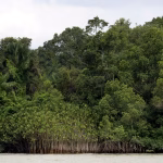 Le recul des forêts primaires tropicales ralentit, selon un rapport de l&rsquo;ONU.