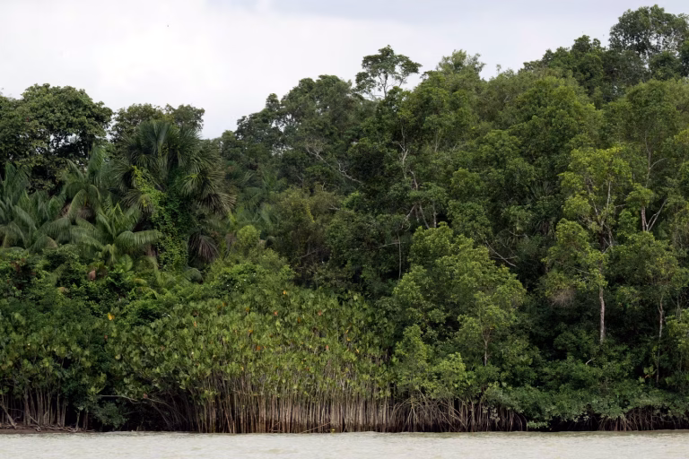 Le recul des forêts primaires tropicales ralentit, selon un rapport de l&rsquo;ONU.