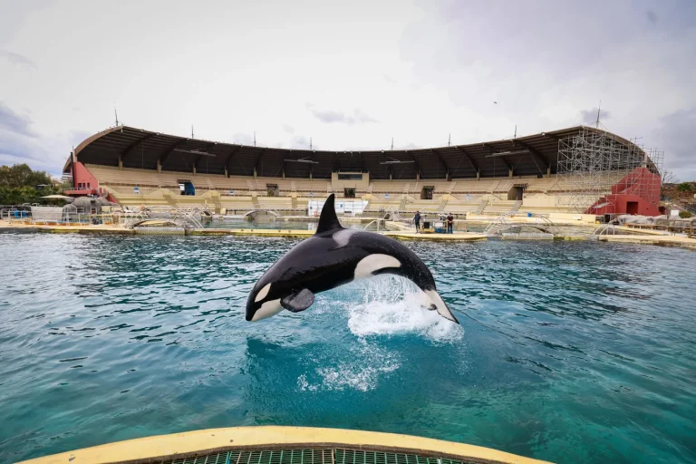 Transfert des orques et dauphins de Marineland vers l’Espagne prévu avant fin juin.