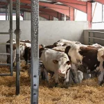 Développement d’un vaccin contre la dermatose bovine par des chercheurs européens