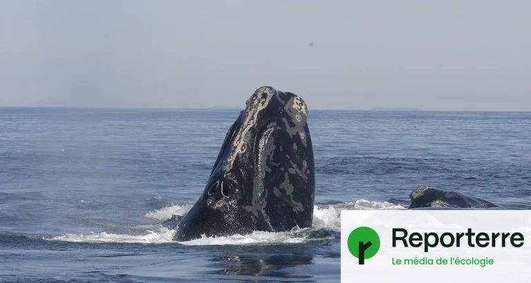 Guerre au Moyen-Orient : Augmentation des collisions entre baleines et bateaux en raison des conflits.