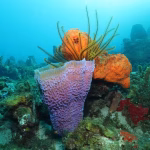 L’effondrement des récifs coralliens en mer des Caraïbes : un enjeu urgent