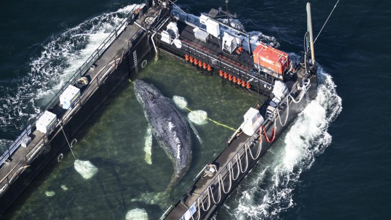 Baleine échouée en Allemagne relâchée en mer du Nord après son transport en barge