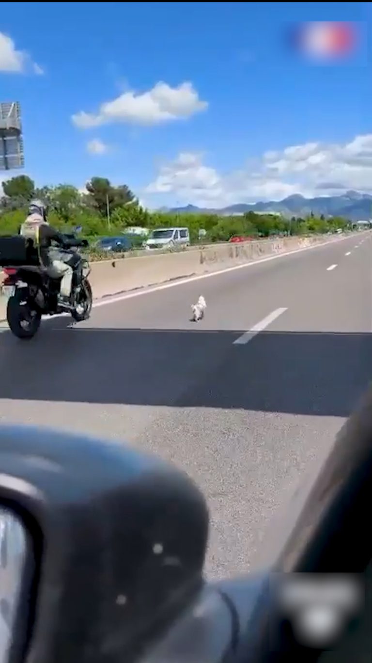 Chienne sauvée après une fugue sur l&rsquo;autoroute en France, intervention des pompiers.