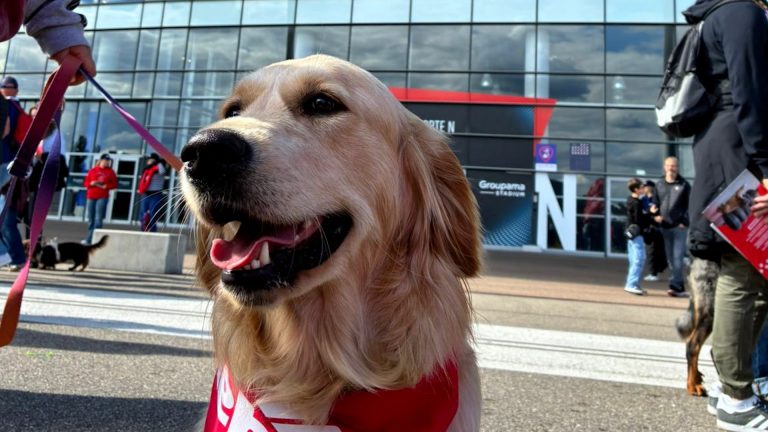 200 chiens au stade pour soutenir les Lyonnaises lors du Match de Wouf.