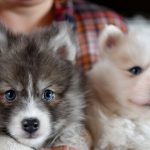 Ille-et-Vilaine : un propriétaire de chien condamné à 5 000 euros de frais vétérinaires après un incident.