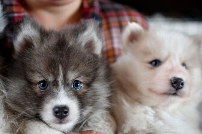 Ille-et-Vilaine : un propriétaire de chien condamné à 5 000 euros de frais vétérinaires après un incident.