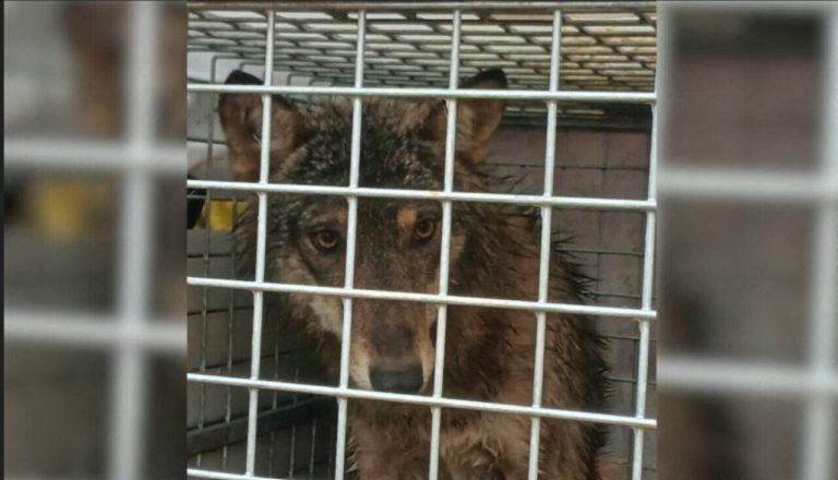 Le loup capturé en Seine-Maritime sera relâché dans une zone protégée.