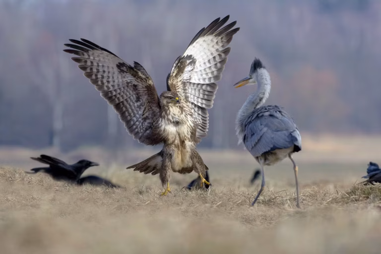 Les chasses privées en Sologne affectent la faune sauvage, selon des experts.