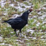 Piéger et tuer les animaux sauvages n&rsquo;atténue pas les pertes agricoles en France.