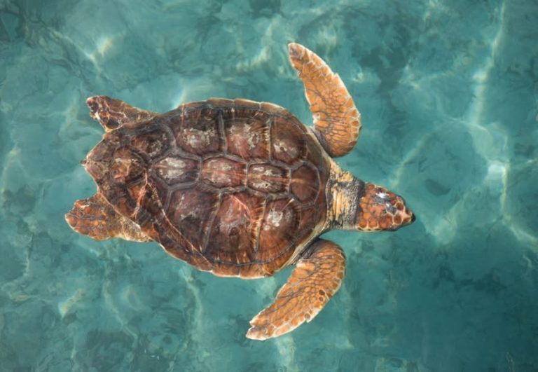 Étude révèle si les tortues sont mâles ou femelles selon leur température d&rsquo;incubation