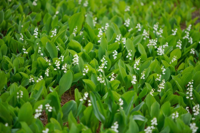 Pourquoi le muguet est-il offert le 1er mai en France ? Explications sur cette tradition.