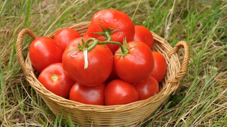 Moitié moins de cadmium dans les aliments bio en France, selon une étude récente