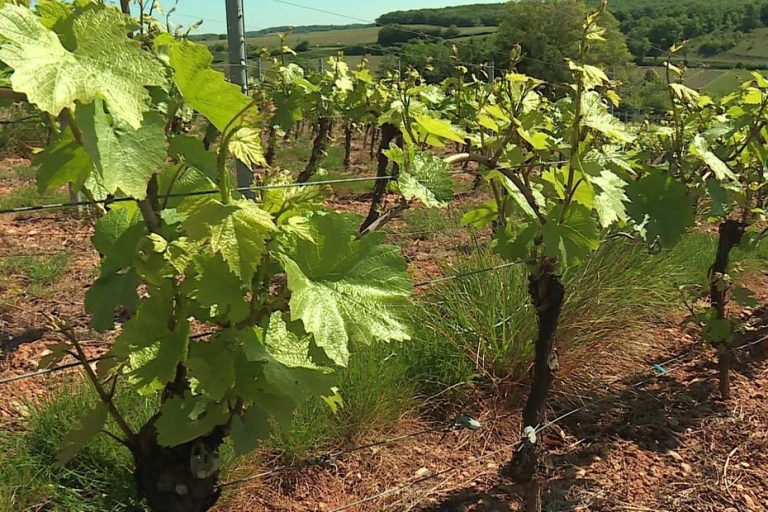 Copropriété de vignes en Bourgogne : soutien aux jeunes exploitants agricoles