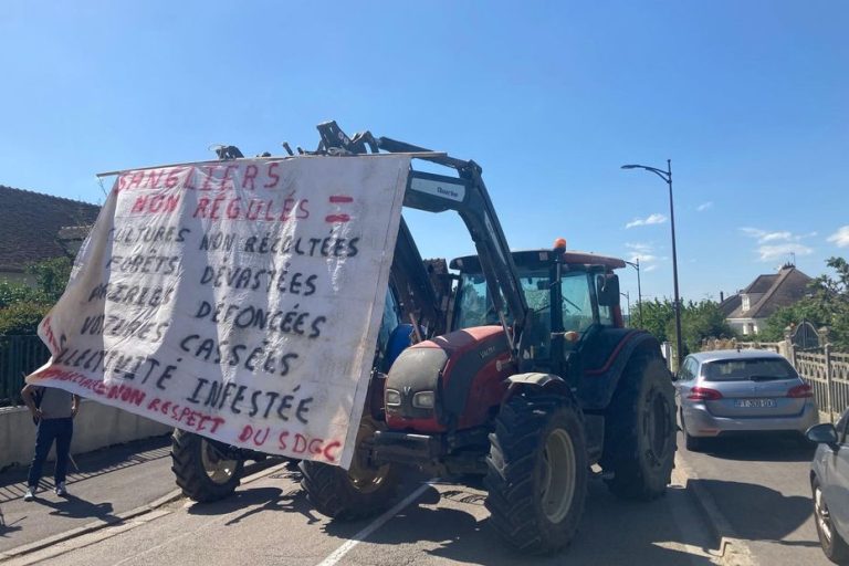 Dégâts des sangliers : les chasses commerciales dans le viseur des agriculteurs de la FDSEA de l&rsquo;Yonne