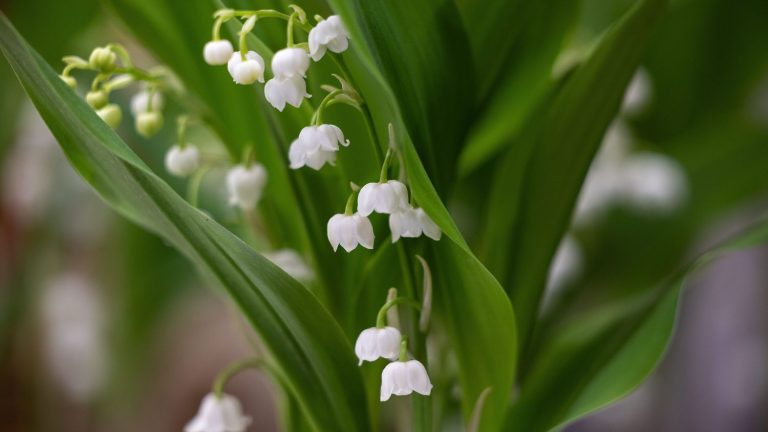 Fête du Travail : trois idées reçues sur le muguet du 1er mai en France.
