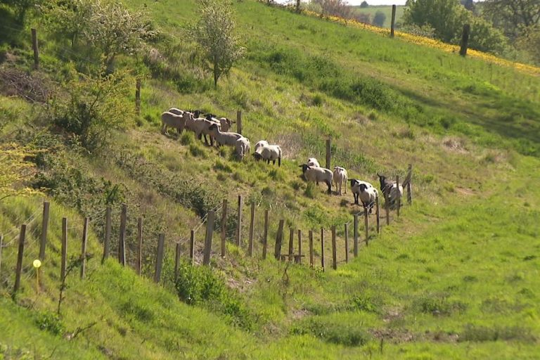 Nouvelle aide régionale pour la biodiversité : mares, haies et vergers dans les villages.