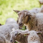 Aïd-el-Kébir : interdiction de transport et vente d’animaux dans l’Ain jusqu’au 8 juin.