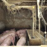 L214 obtient la suspension d&rsquo;un élevage porcin dans le Finistère en raison de maltraitance animale.