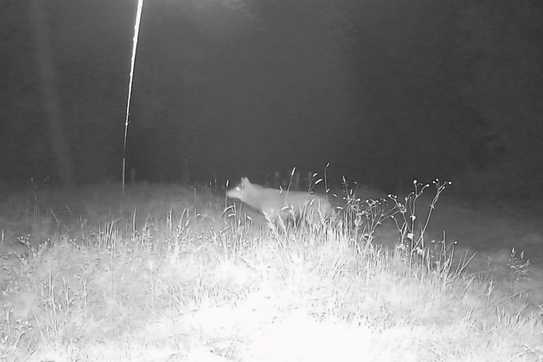 Un loup photographié dans le Bourbonnais, confirme une étude de la Faune de Saône-et-Loire.