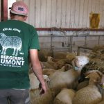 Oise : la justice enquête sur un abattoir à l&rsquo;approche de l&rsquo;Aïd