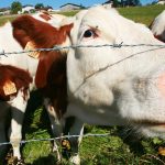 Une société près de Lyon propose le leasing pour transformer l&rsquo;élevage bovin en France.