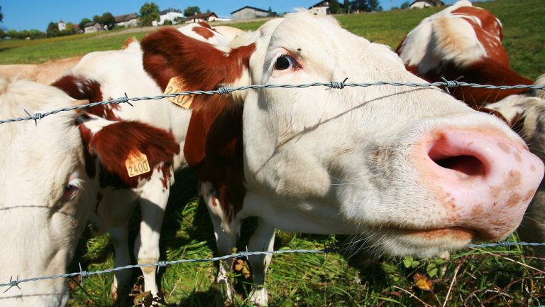 Une société près de Lyon propose le leasing pour transformer l&rsquo;élevage bovin en France.