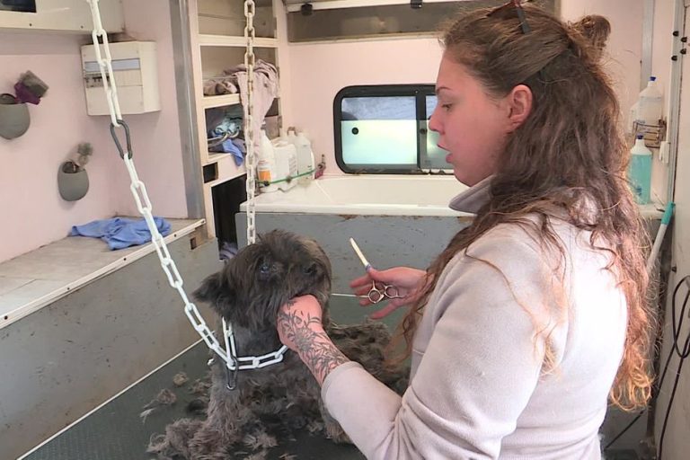 « Entre 100 et 200 kilomètres par jour » : cette toiletteuse canine sillonne les routes de l&rsquo;Yonne