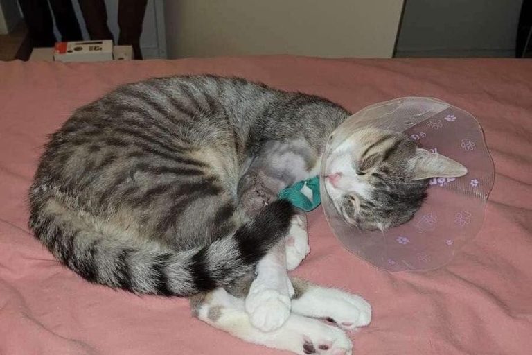 4 000 euros récoltés en France pour sauver un chaton abandonné dans un conteneur à ordures