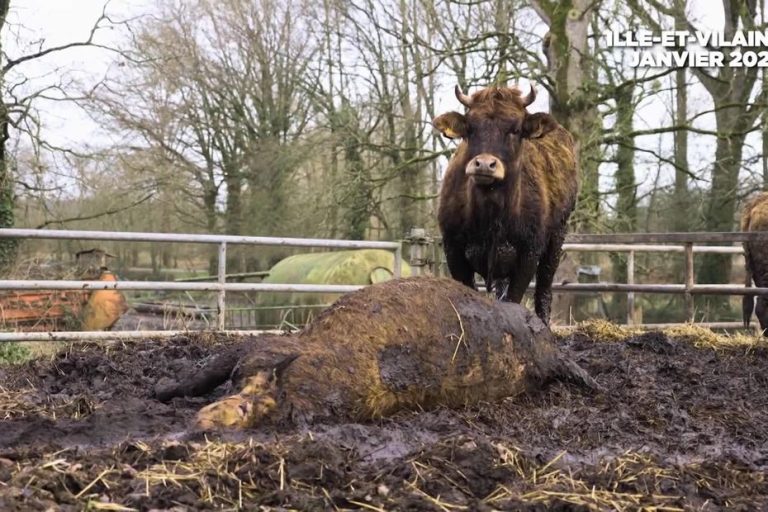 Six mois de prison avec sursis requis pour un éleveur ayant négligé ses vaches en France.