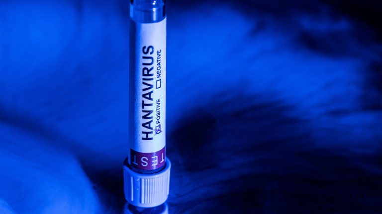Hantavirus : des théories complotistes sur le Covid émergent sur les réseaux sociaux en France