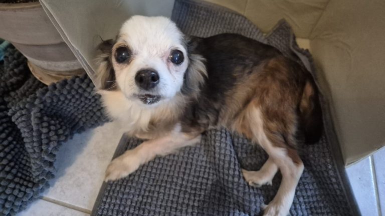 Chihuahua abandonné et plusieurs chiens morts découverts à Clion, enquête en cours