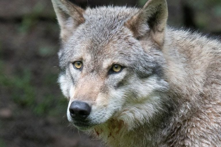 La louve relâchée dans les Alpes : des associations attaquent l&rsquo;État en justice