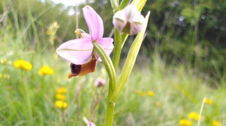 Biodiversité : le Bois du Roi près d&rsquo;Issoudun abrite des orchidées sauvages menacées.