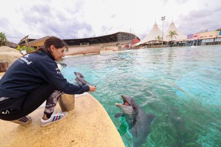 Les dauphins du Marineland transférés en Espagne avant leur arrivée au ZooParc de Beauval.