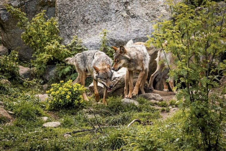 Régulation du loup en Suisse : des tirs préventifs limitent la croissance de la population