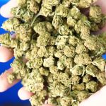 Interdiction du CBD alimentaire : producteurs et commerçants en désaccord avec la décision.