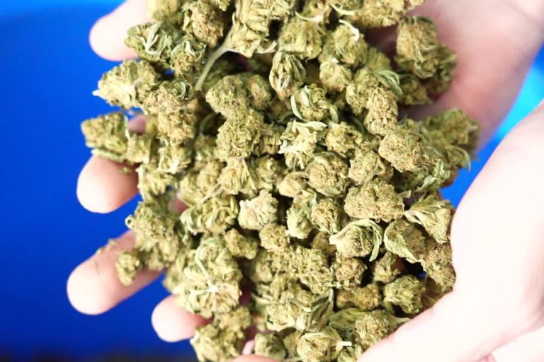 Interdiction du CBD alimentaire : producteurs et commerçants en désaccord avec la décision.