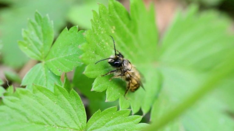 La réapparition des abeilles favorise le retour de la biodiversité en Bourgogne.