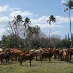 Le fouet du stockman : un logiciel pour optimiser les élevages