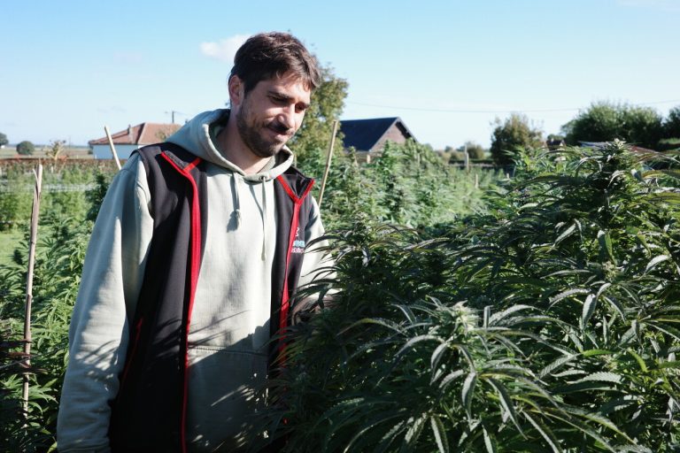 Interdiction des produits alimentaires au CBD : un producteur du Neubourg réagit.