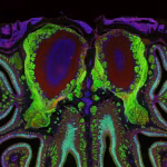 Des chercheurs analysent l&rsquo;olfaction chez les souris pour mieux comprendre la transmission d&rsquo;informations.