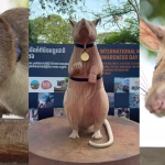 Un rat détecteur de mines au Cambodge reçoit une statue en hommage à son service.
